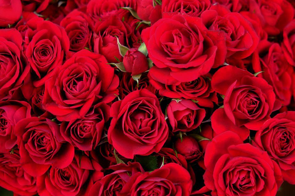 Red roses