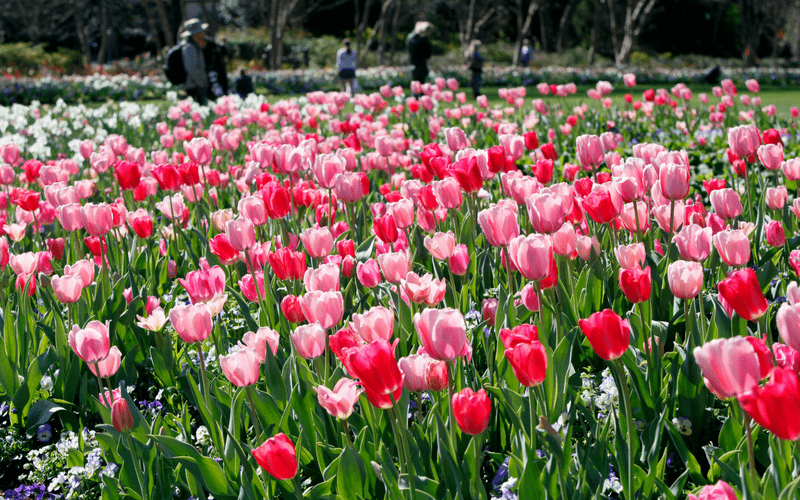 Tulips at the Dallas Arboretum Photo credit: Dallas Arboretum
