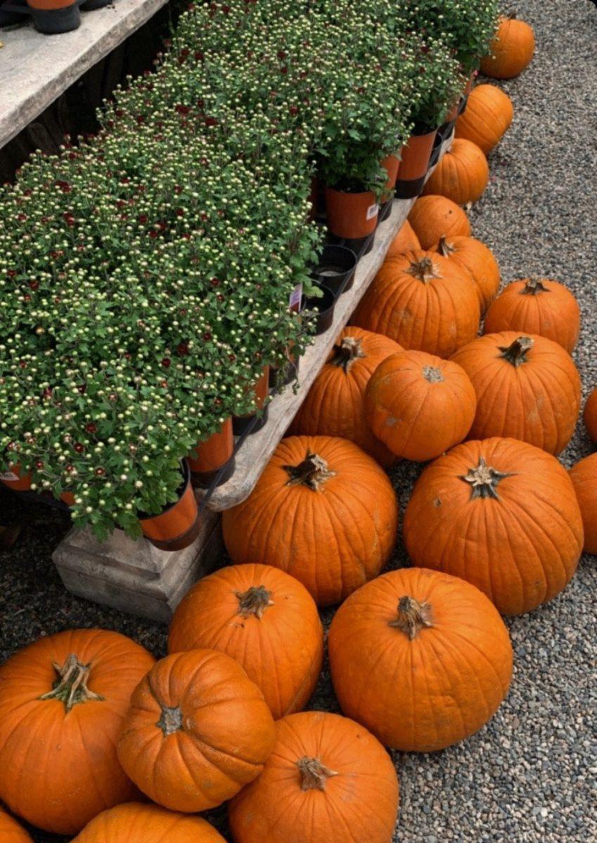 The Best of Pumpkin Spice