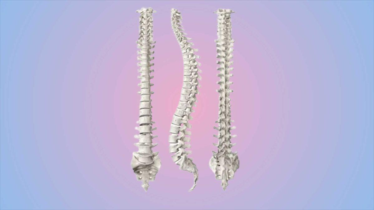 Chiropractic: The Key to Mind/Body Communication